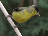 Goldfinch.jpg