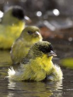 Goldfinch5.jpg