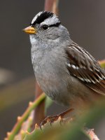 Sparrow6.jpg