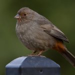 Towhee3.jpg