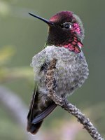 Hummer4.jpg