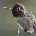 Hummer22.jpg