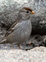 Sparrow.jpg