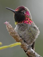 Hummer17.jpg