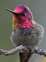 Hummer25.jpg