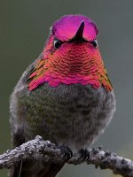 Hummer38.jpg