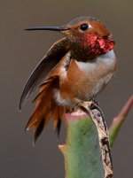 Hummer66.jpg