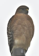_ROY7726_01.jpg