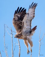 HawkFlight-425.jpg