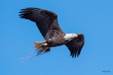 EagleGrass-401.jpg