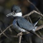 KingFisher16.jpg
