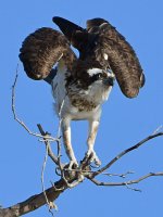 Osprey16.jpg