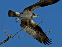 Osprey22.jpg