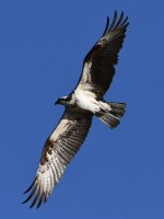 Osprey4.jpg