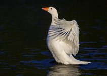 DSC_2590.jpg