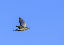 DSC_2522.jpg