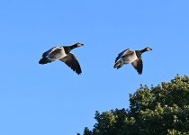 DSC_2662.jpg