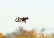 DSC_2559.jpg