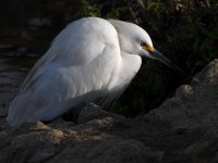 Egret.jpg