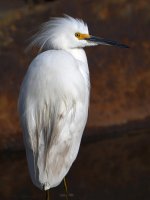 Egret3.jpg