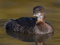 Grebe12.jpg
