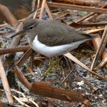 Sandpiper2.jpg