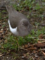 Sandpiper4.jpg