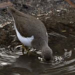 Sandpiper6.jpg