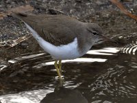 Sandpiper7.jpg