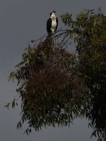 Osprey.jpg