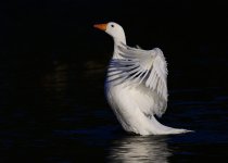 DSC_2590.jpg