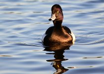 DSC_2490.jpg
