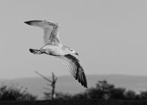 DSC_2485.jpg