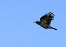 DSC_2638.jpg