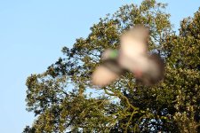 DSC_2462.jpg