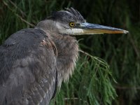 BlueHeron2.jpg