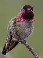 Hummer3.jpg