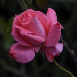Rose.jpg