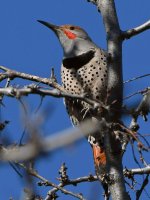 Flicker.jpg