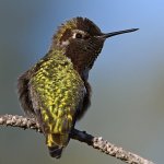 Hummer11.jpg