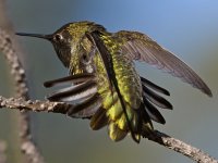 Hummer12.jpg