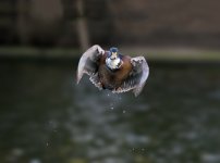 dsc_4173_23667802874_o.jpg