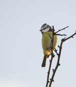 DSC_24621.jpg