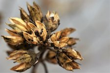 Winter Flower.jpg