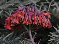 Aloe.jpg