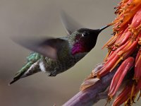 Hummer3.jpg