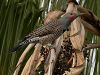 Flicker3.jpg