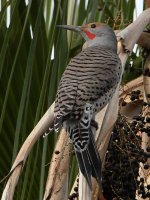 Flicker5.jpg