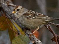 Sparrow3.jpg