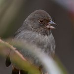 Towhee.jpg